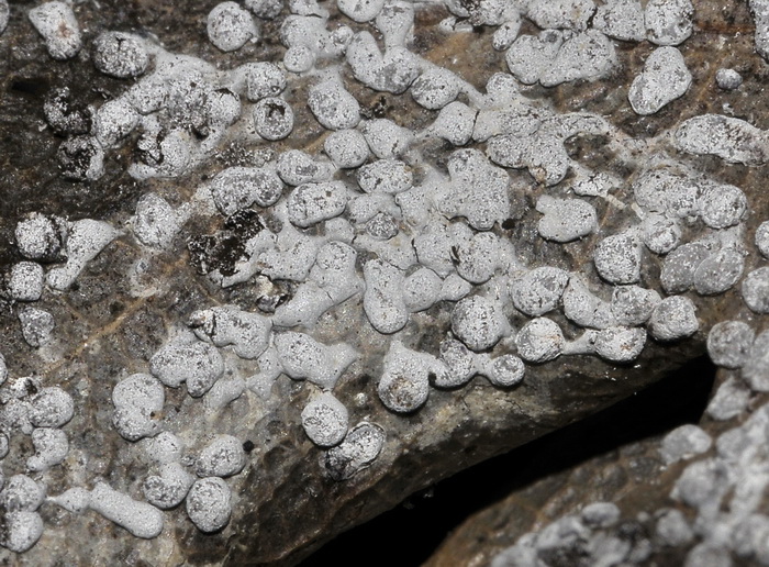 Physarum cinereum